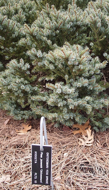 Picea jezoensis
