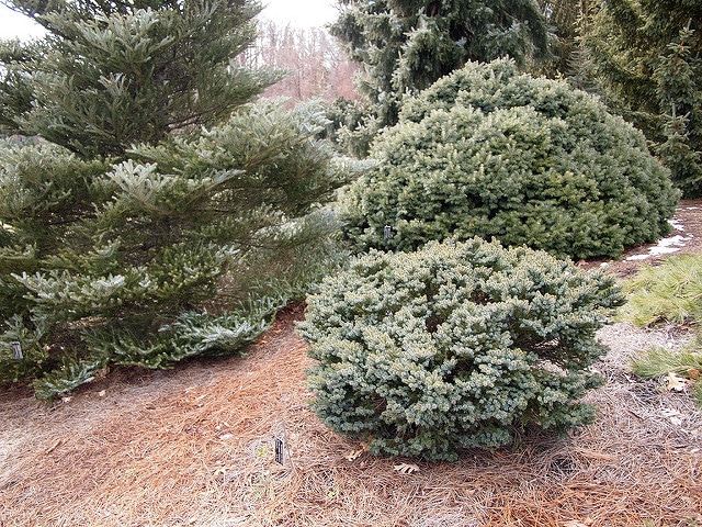 Picea jezoensis