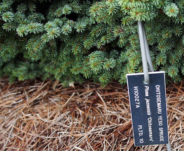 Picea jezoensis