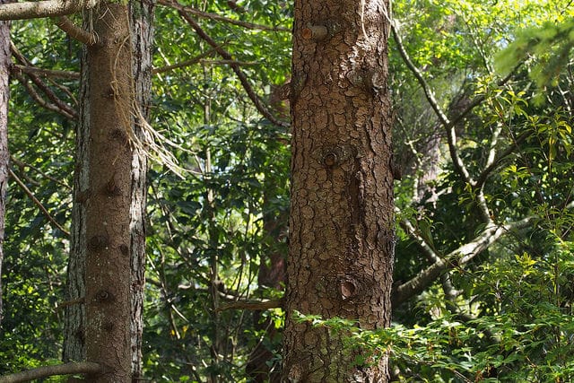 Picea jezoensis