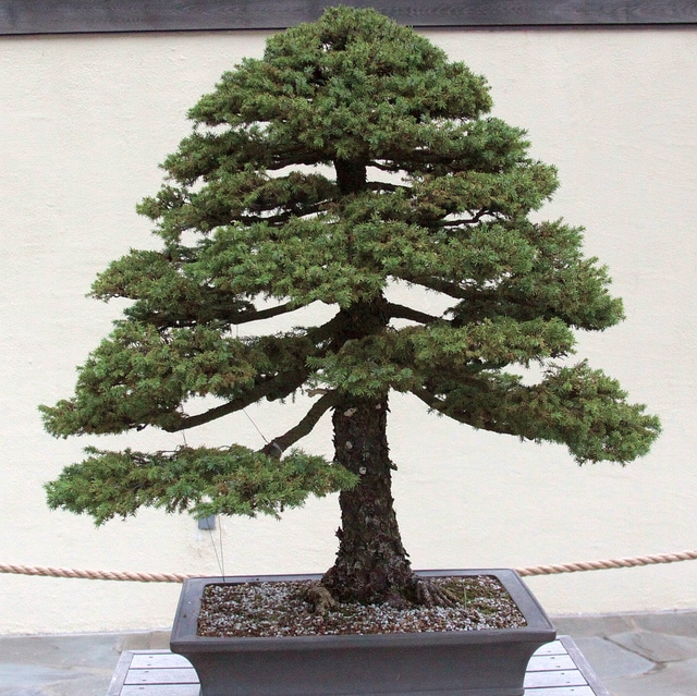 Picea jezoensis (Picea jezoensis)