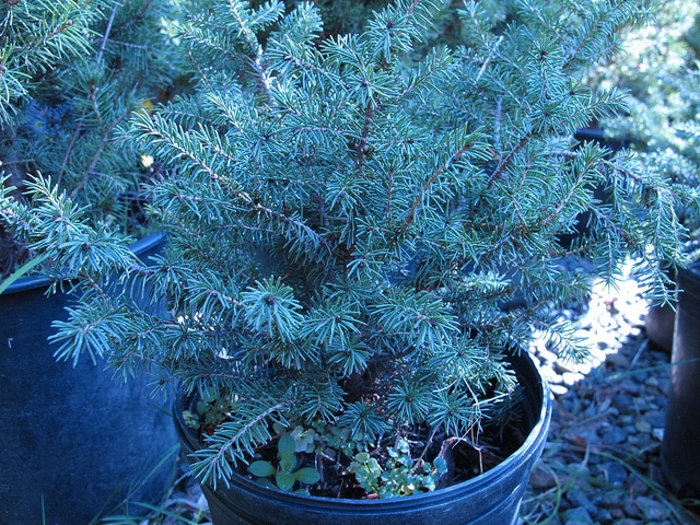 Épinette noire (Picea mariana)