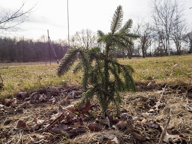 Picea orientalis (Picea orientalis)