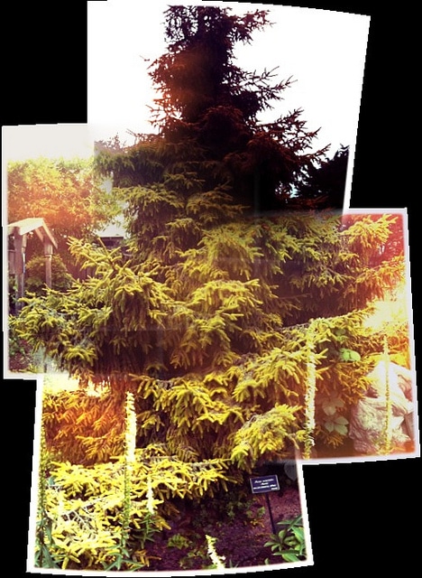 Picea orientalis