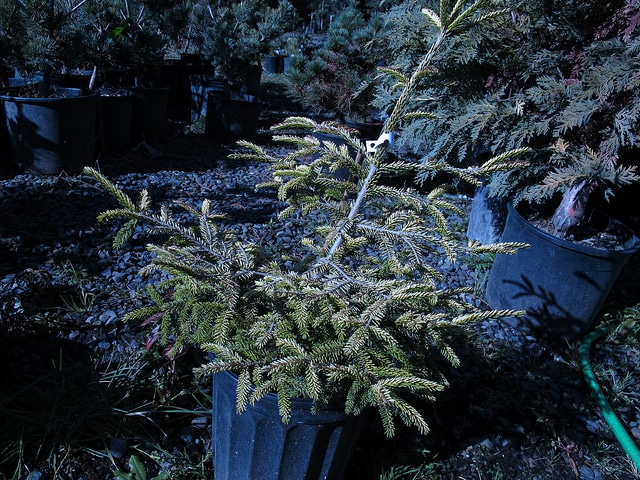 Picea orientalis