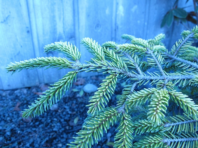 Picea orientalis