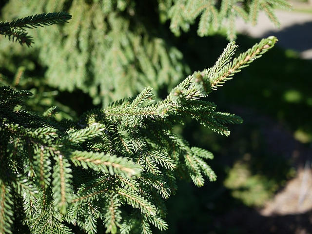 Picea orientalis