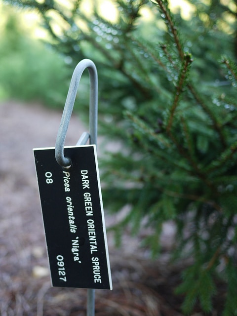 Picea orientalis