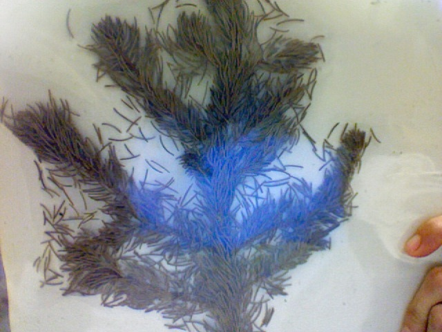 épicéa bleu