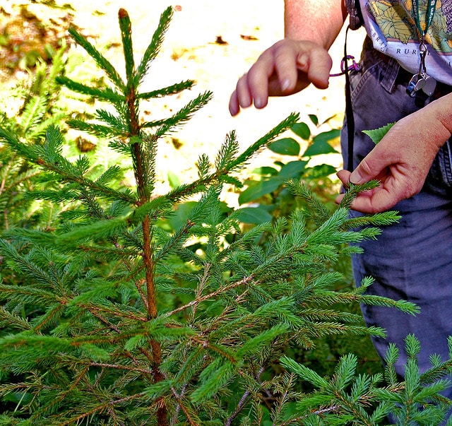 Épinette rouge (Picea rubens)