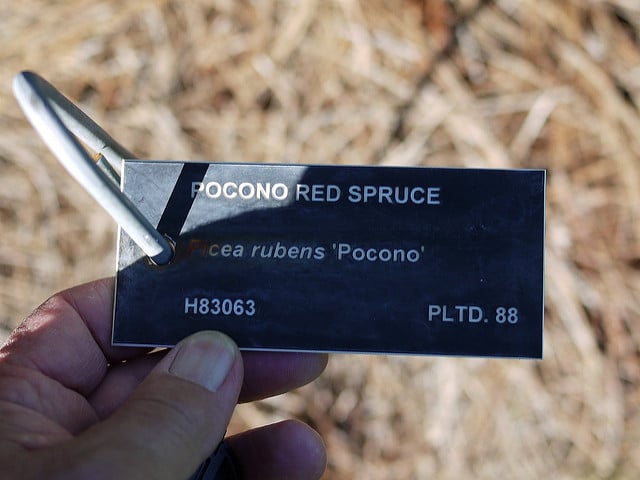 épinette rouge