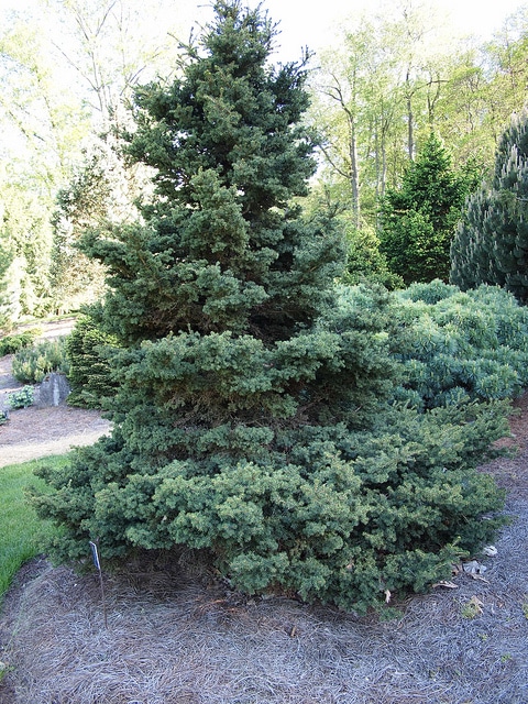 épinette rouge