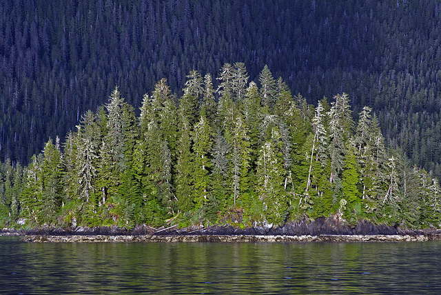 Épicéa de sitka (Picea sitchensis)