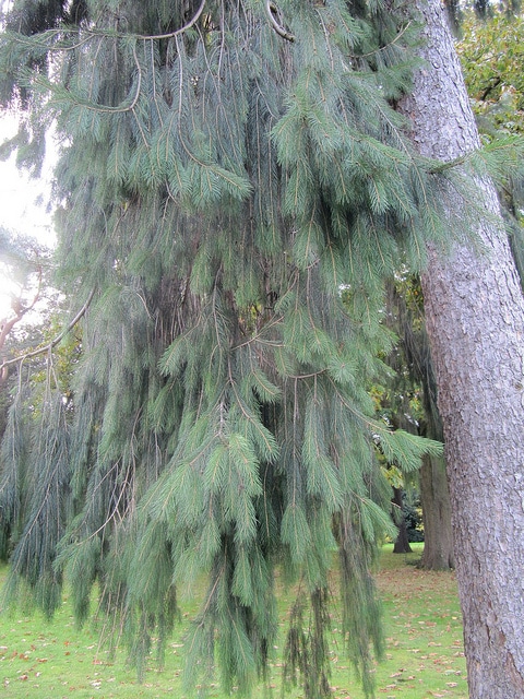 Picea smithiana