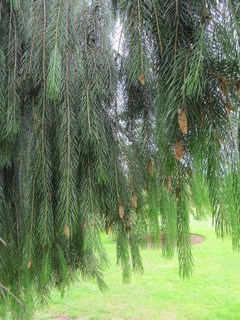 Picea smithiana