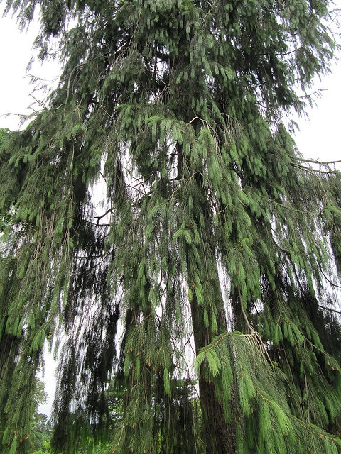 Picea smithiana