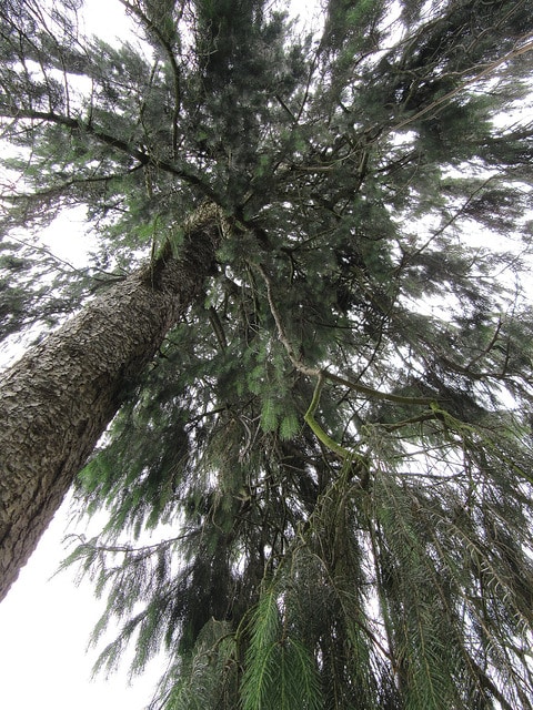 Picea smithiana