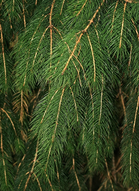 Picea smithiana