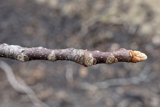 Picrasma quassioides