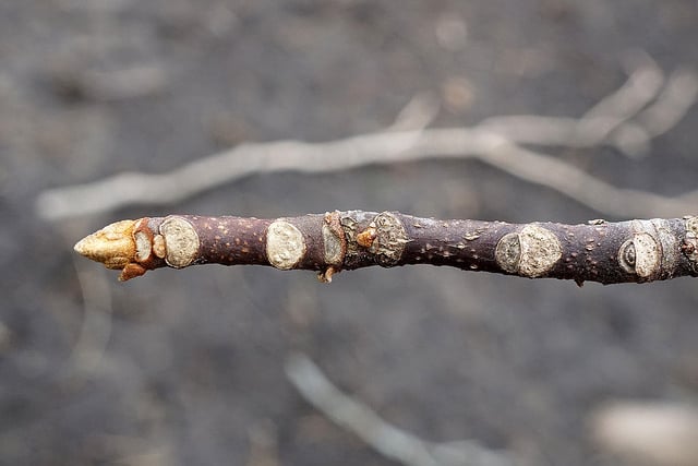 Picrasma quassioides