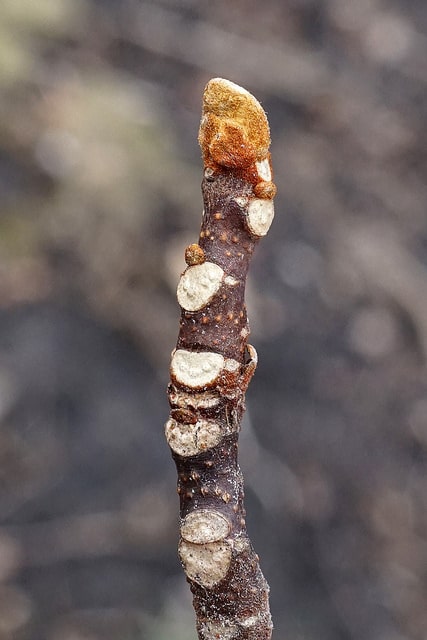 Picrasma quassioides