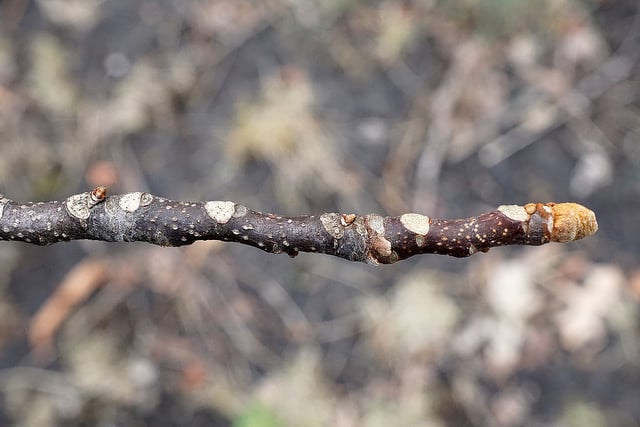 Picrasma quassioides