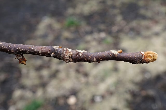 Picrasma quassioides (Picrasma quassioides)