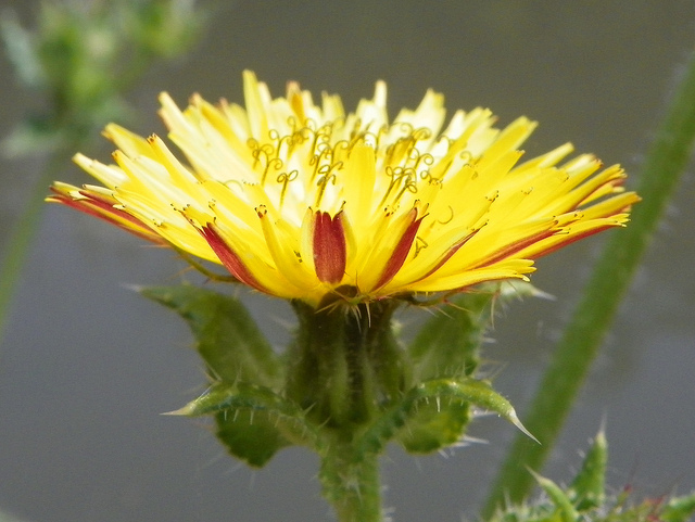 Picride fausse vipérine (Picris echioides)