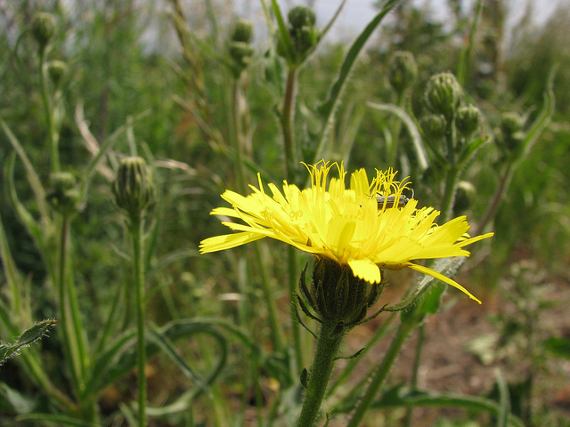 Picride fausse épervière (Picris hieracioides)