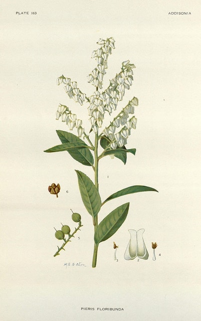 Pieris floribunda