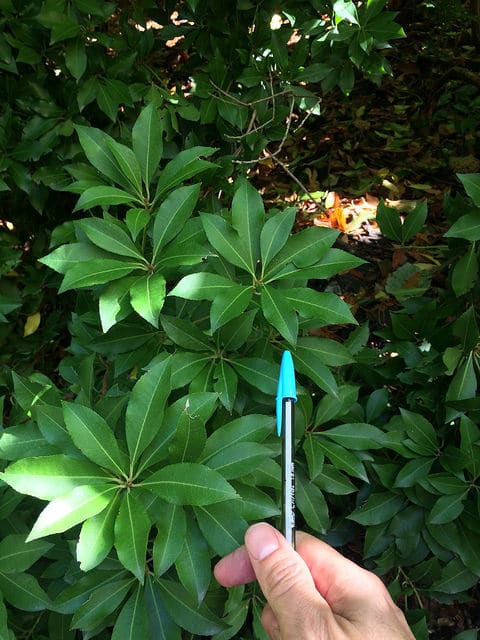 Pieris floribunda