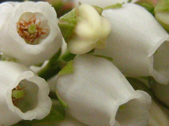 Andromède de taiwan