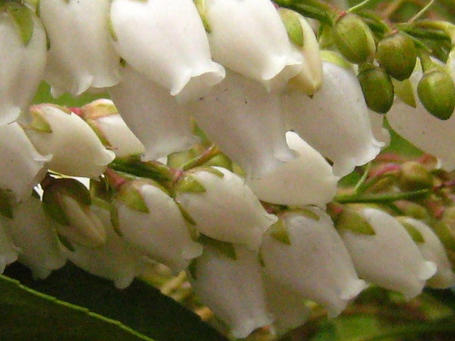 Andromède de taiwan