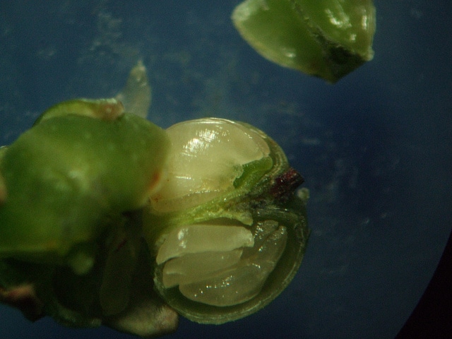 Andromède de taiwan (Pieris taiwanensis)