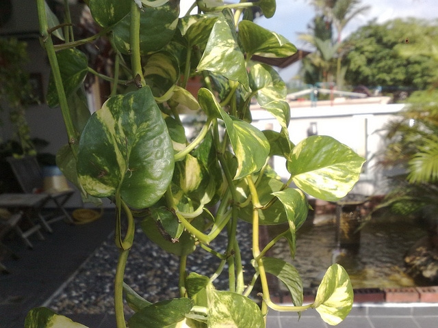 Pilea peperomioides
