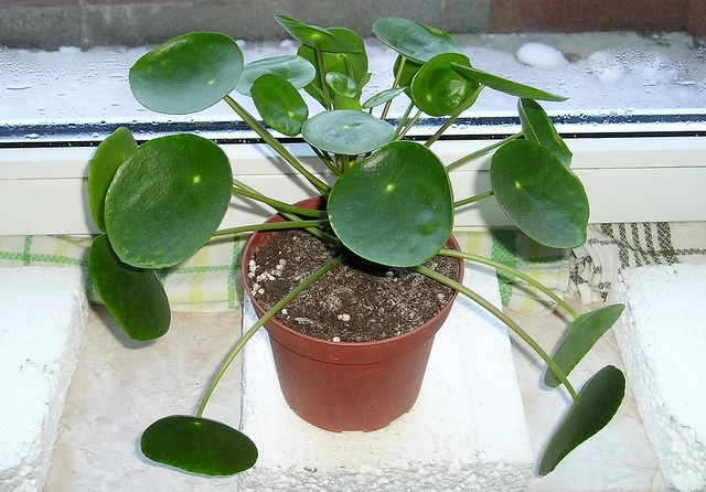 Pilea peperomioides