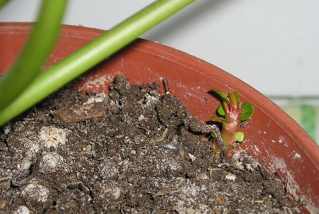 Pilea peperomioides