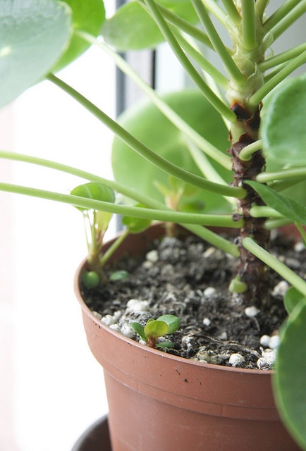 Pilea peperomioides