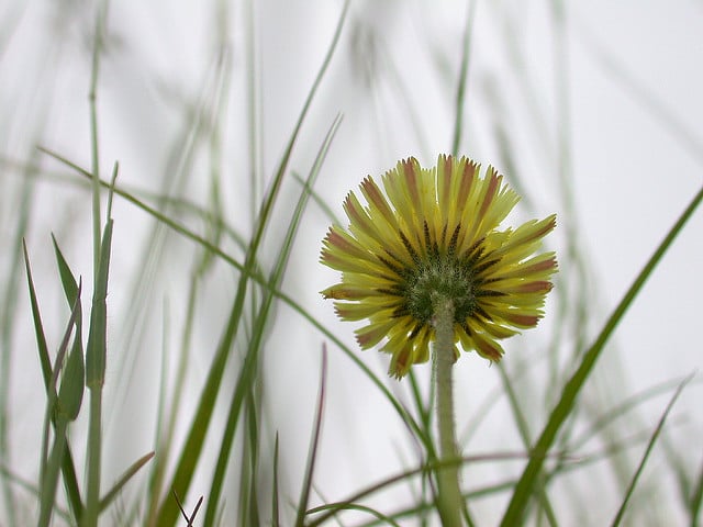 Piloselle
