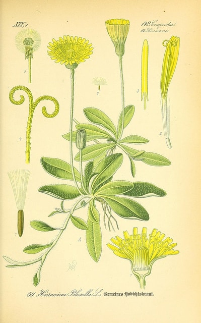 Piloselle