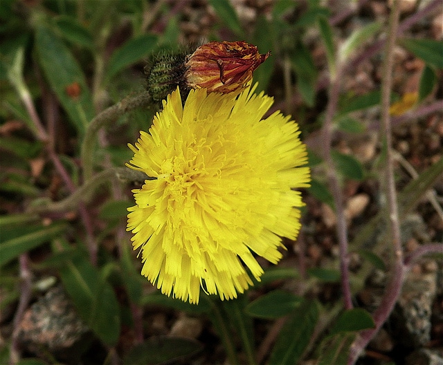 Piloselle (Pilosella officinarum)
