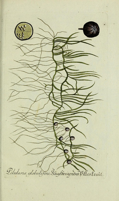 Pilulaire (Pilularia globulifera)