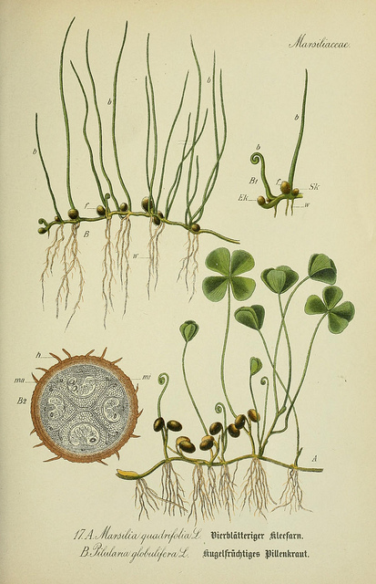 Pilulaire