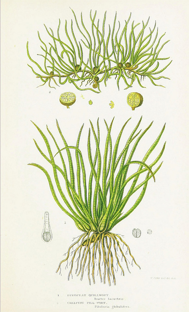 Pilulaire