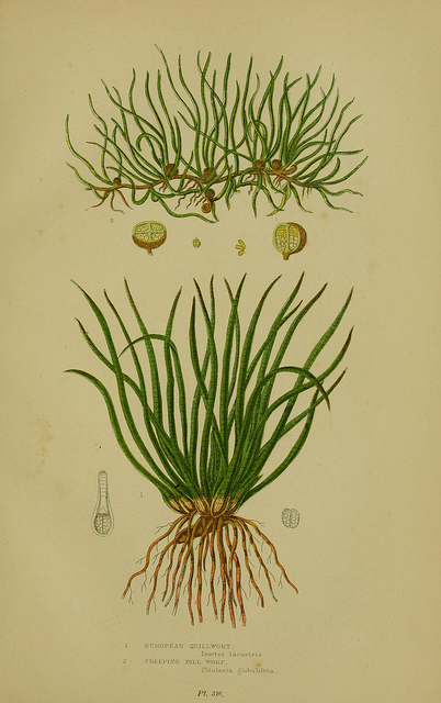 Pilulaire