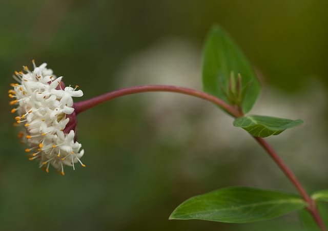 Pimelea ligustrina