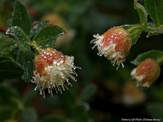 Pimelea ligustrina