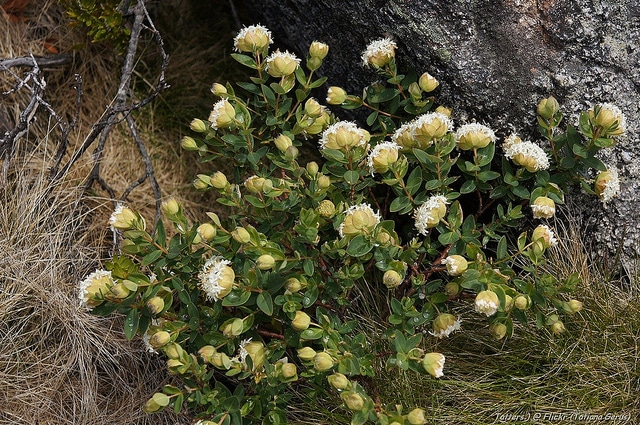 Pimelea ligustrina