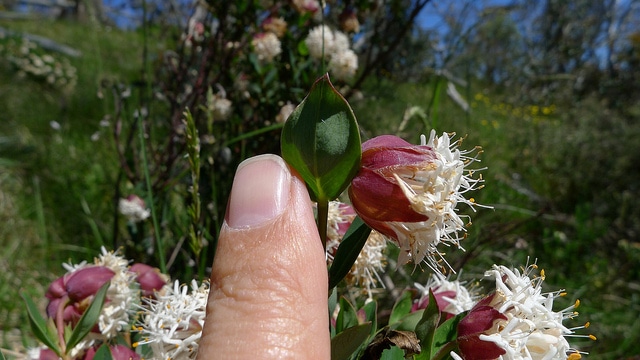 Pimelea ligustrina