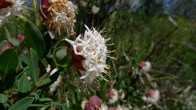 Pimelea ligustrina